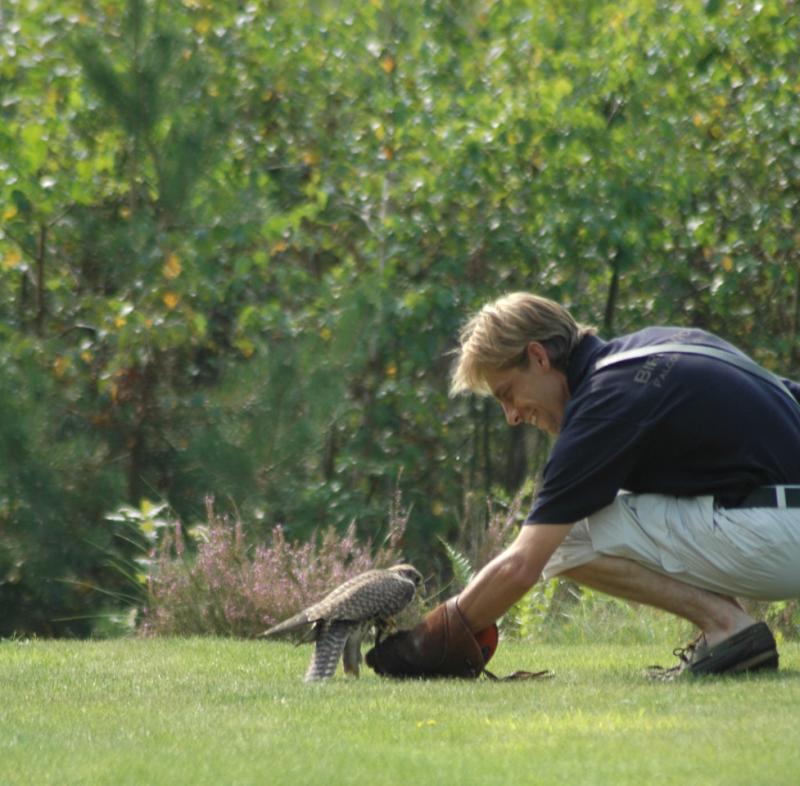 Roofvogeldemonstratie