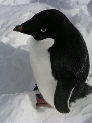 Adelie penguin.JPG