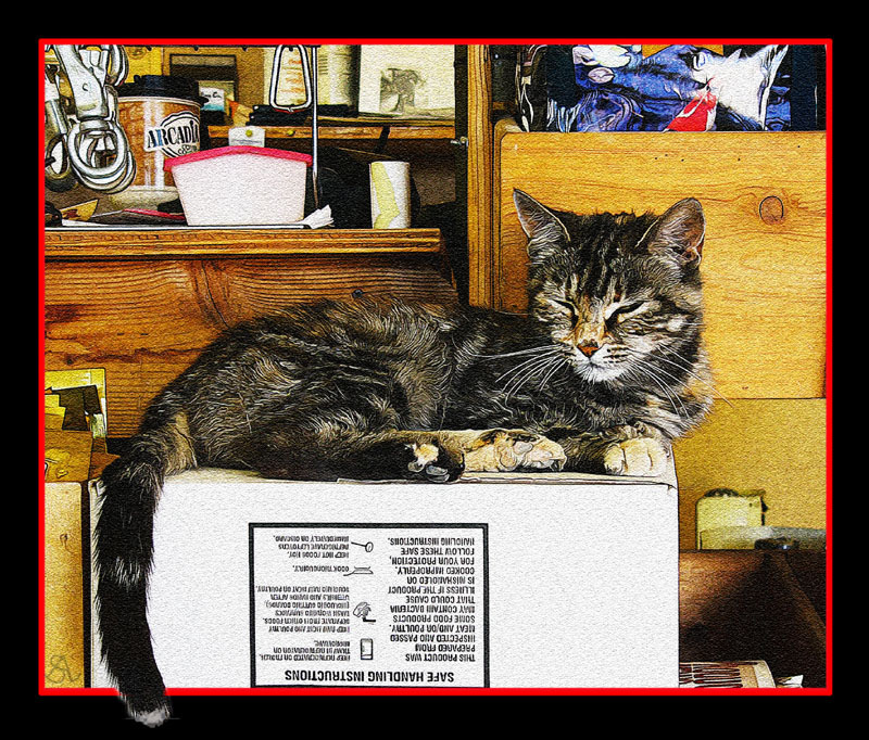 Feed Store Cat.