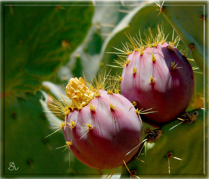 Cactus Apples