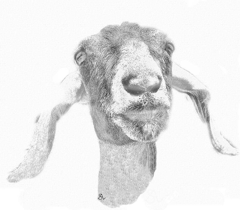 The Nubian Goat