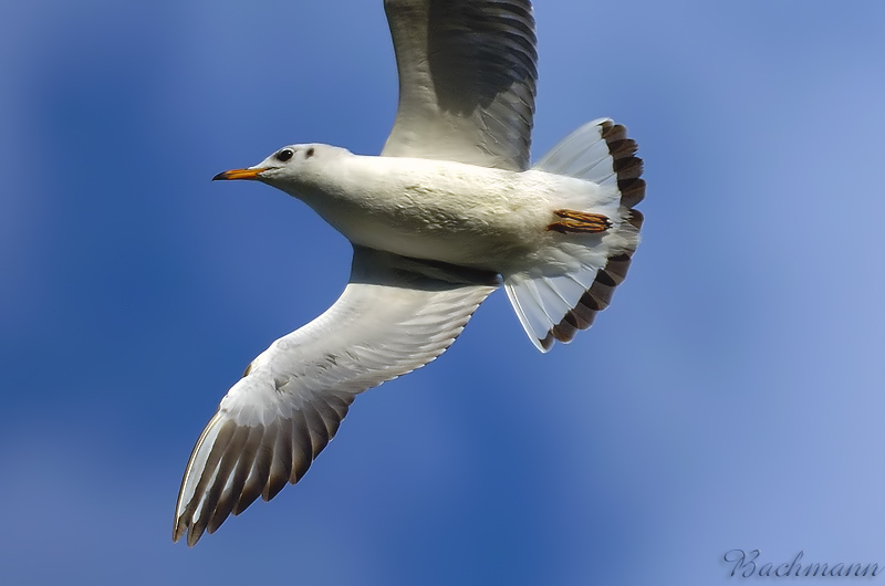Fly Robin fly
