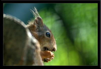 I am glad i´m not a squirrel:)