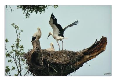 Family Stork