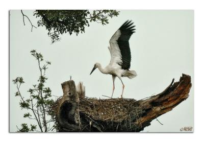 Family Stork II