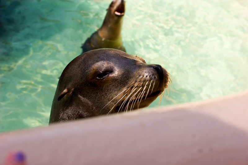 Gray Seal...
