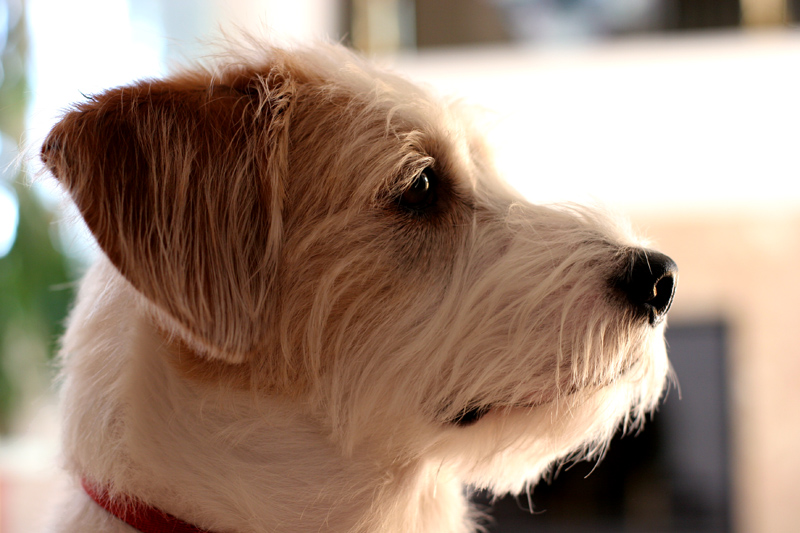 Scout