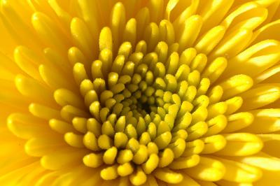 Sunburst.jpg