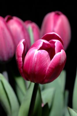 Tulip.jpg