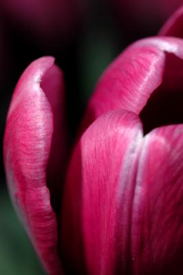 tulip_closeup.jpg