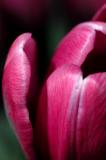 tulip_closeup.jpg