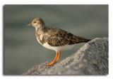 Ruddy Turnstone - Winter Plumage