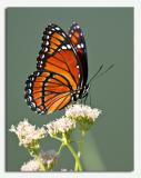 Viceroy Butterfly