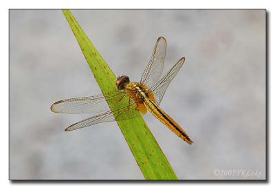 Yellow-Dragonfly 2