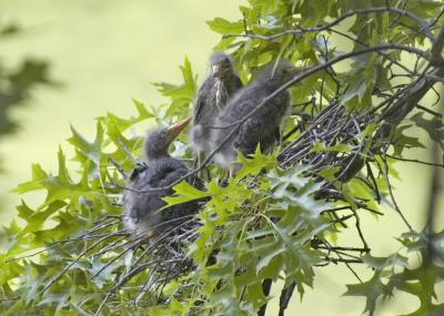 Green Herons in Nest - One Week Later