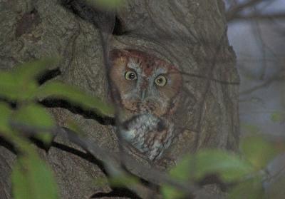 Screech Owl (Red phase)