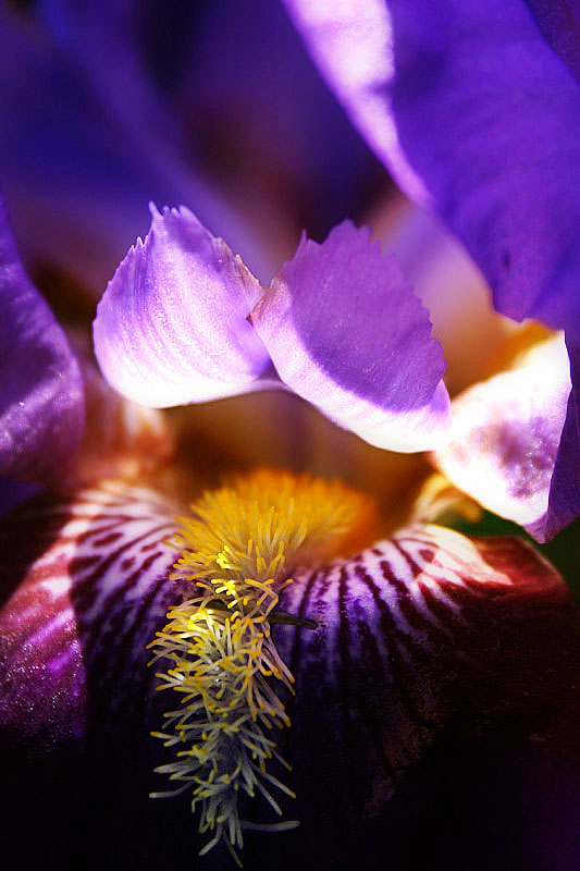 June 4, 2005<br>Iris Again