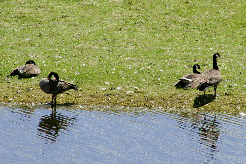 Lake Almanor Geese