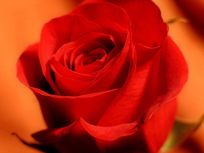 October 11, 2005<br>A Rose