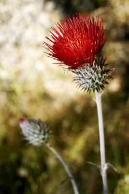 Red Thistle