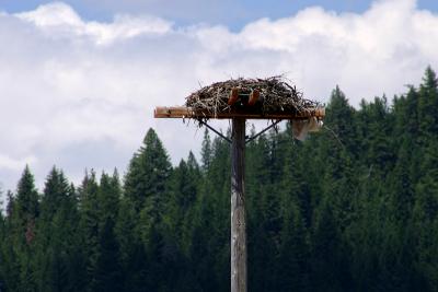 Osprey nest