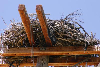 Close-up of Osprey nest