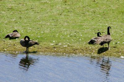 Lake Almanor Geese