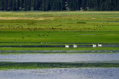 Lake Almanor Geese and Pelicans