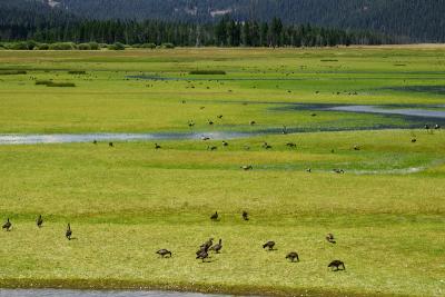 Lake Almanor Geese