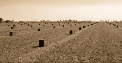 September 26, 2005Making Hay