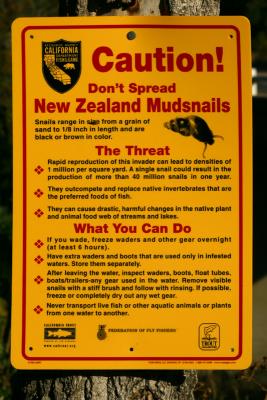 New Zealand Mudsnails