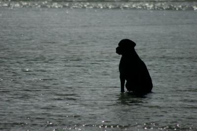 Dog BeachDel Mar, California