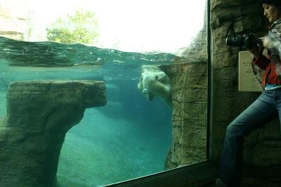 Polar Bear and Bree