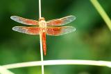June 14, 2005Dragonfly