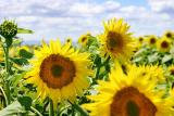 June 19, 2005Sunflower Fields