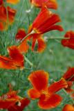 July 2, 2005<br>Red Poppies