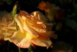 August 7, 2005<br>Rose by Candlelight