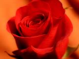 October 11, 2005<br>A Rose