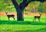 Under the apple tree