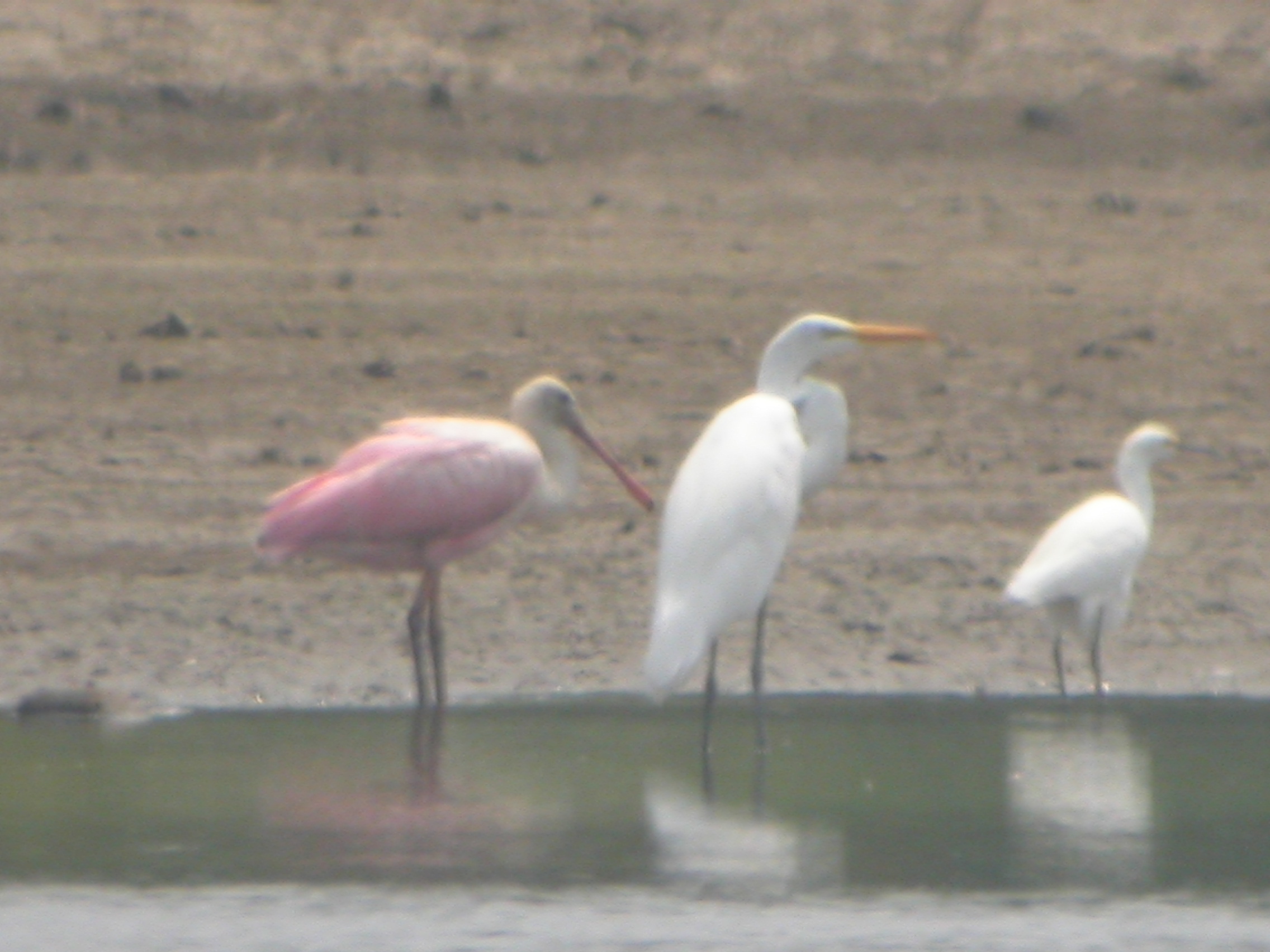 Roseate Spoonbill