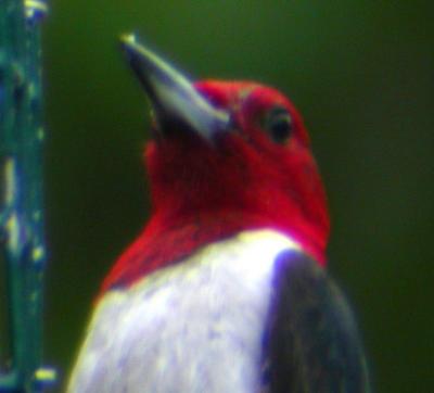 Red Headed Woodpecker