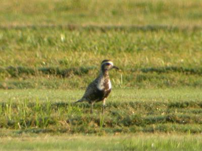 American Golden Plover