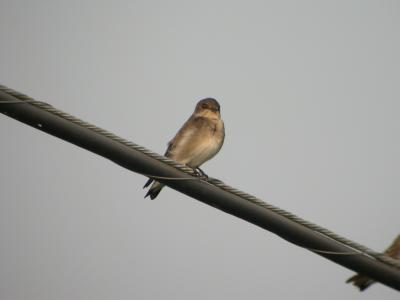 Rough Winged Swallow