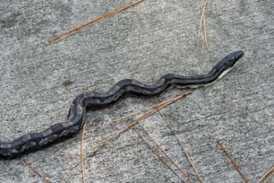 Black King Snake