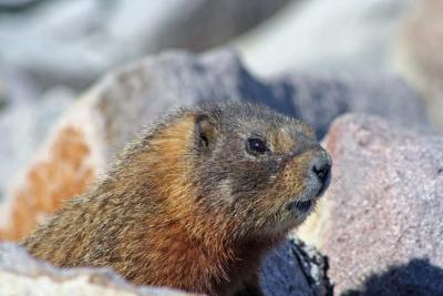 Marmot Profile
