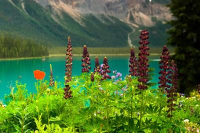 Emerald Lake flowers