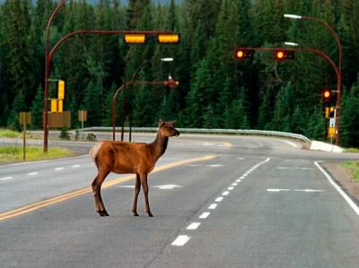 Elk on Jasper street
