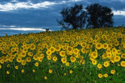 Sunflowers at dusk