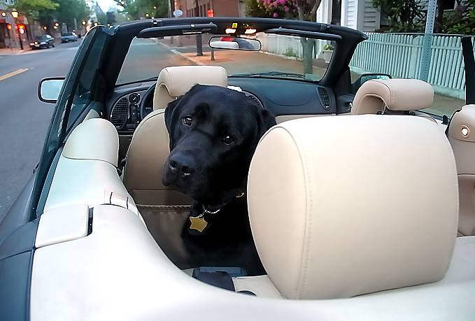 Java in the convertible June 12 2005 p.jpg