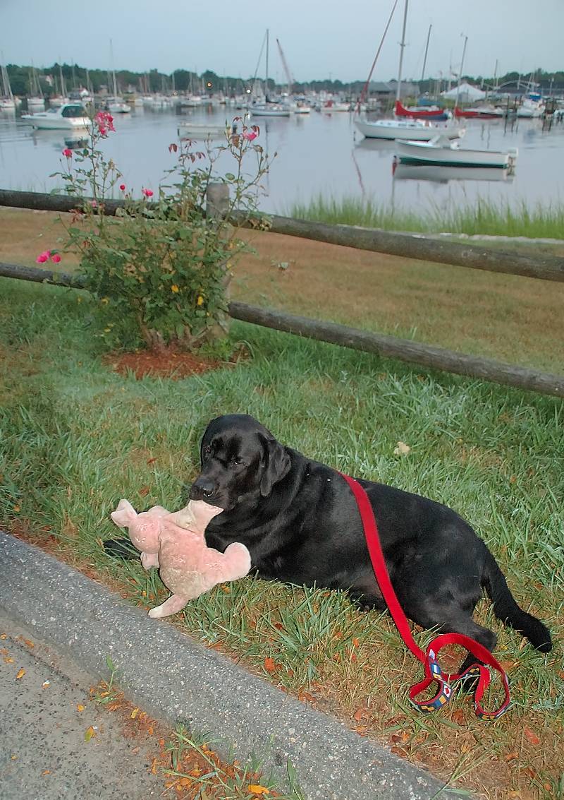 Java on August 11 2005.jpg